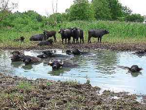 Die Wasserbüffel lassen es sich gut sein im Biotop neben der Kurgärtnerei im Süden von Bad Dürrheim. Dort sind sie im Auftrag der Landschaftspflege im Einsatz. Foto: Kretzschmar