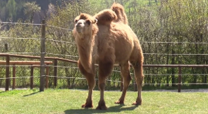 Ein Platz auch für Kamele: Der neue Freizeitpark in Rotfelden. Foto: sb