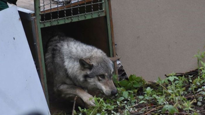 Vier aus Gefangenschaft gerettete Wölfe finden neues Zuhause