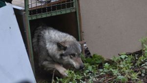Wolf Kito verlässt seine Transportbox. Foto: Stiftung für Bären