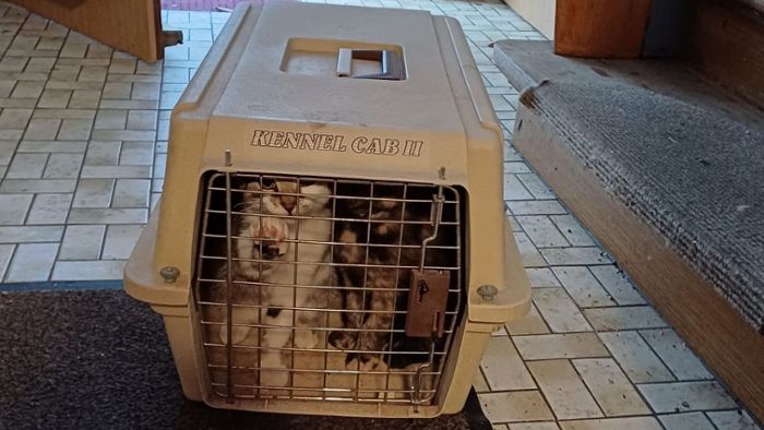 Korb mit vier Katzen einfach vor der Tür abgestellt