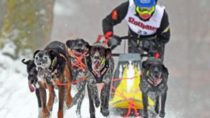 Hunderte Schlittenhunde messen sich bei Rennen