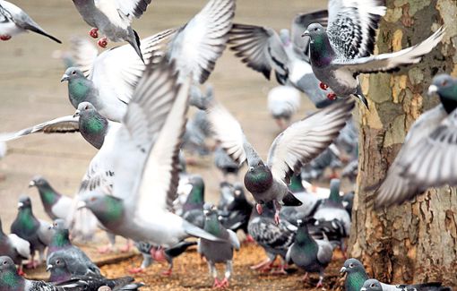 Dicht an dicht, wie hier zu sehen, hocken täglich bis zu 100 Tauben auch in der Görlitzer Straße und warten darauf, dass wieder Futter  für sie zu Boden fällt. Foto: Zucchi