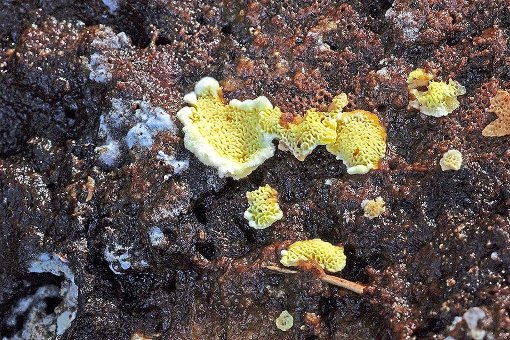 Die seltene Zitronengelbe Tramete wurde im Bannwaldgebiet Wilder See entdeckt. Foto: Nationalpark