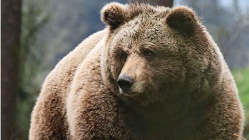 Um den Winter zu überstehen, müssen Bären sich ein Fettpolster anfressen. (Archivbild) Foto: Kraft