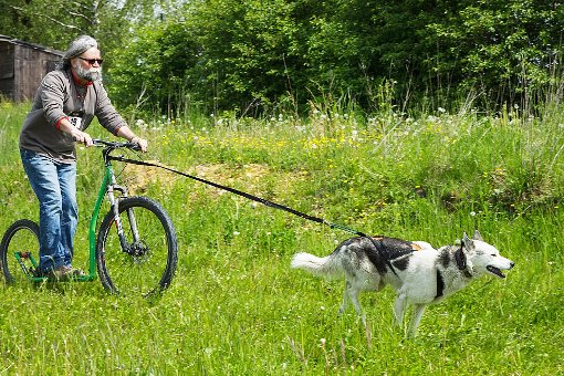 Olaf Pott macht es vor: Schlittenhunde sind auch im frischen Grün äußerst zugkräftig. Foto: Kaul