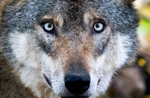 Zum ersten Mal seit mehr als 100 Jahren hat ein Wolf in Baden-Württemberg nachweislich Schafe gerissen. (Symbolfoto) Foto: dpa
