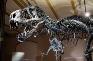 Vier Meter hoch, zwölf Meter lang – Tyrannosaurus rex Tristan Otto (Archivbild) Foto: imago images/epd/Rolf Zoellner via www.imago-images.de