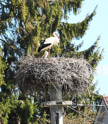 Das Storchenpaar  in Sunthausen möchte auch in diesem Jahr wieder ihre Jungen auf der Ostbaar großziehen. Foto: Reutter Foto: Schwarzwälder-Bote