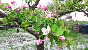An diesem Apfelbaum sind noch einige Blüten geschlossen. Sie könnten die Frostnacht unbeschadet überstehen. Foto: Maier