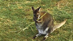Wallaby „Finn“ streift noch immer durch den Zollernalbkreis