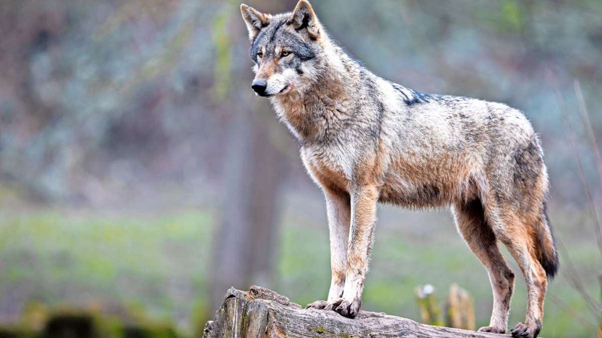Nachweis im Nordschwarzwald: Ein zweiter Wolf ist sesshaft geworden