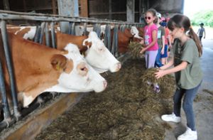 Beim Füttern der Kühe helfen die Schülerinnen gerne. Foto: Ziechaus