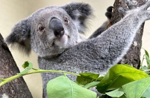 Seit dem Sommer gibt es in der Wilhelma in der Terra Australis auch die putzigen Koalas zu bestaunen. Foto: Wilhelma Stuttgart/Marcel Schneider