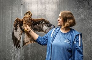 Die Tierpflegerin Rebecca Strege mit einem zahmen Milan, der resozialisiert werden muss, um in der Natur zu überleben. Foto: Andreas Reiner/Andreas Reiner