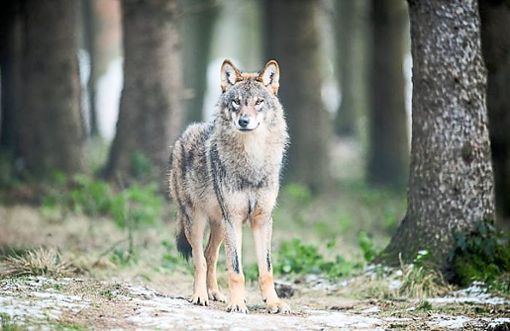 Der Schwarzwaldverein sieht Wanderer durch Wölfe beeinträchtigt. (Symbolfoto) Foto: dpa