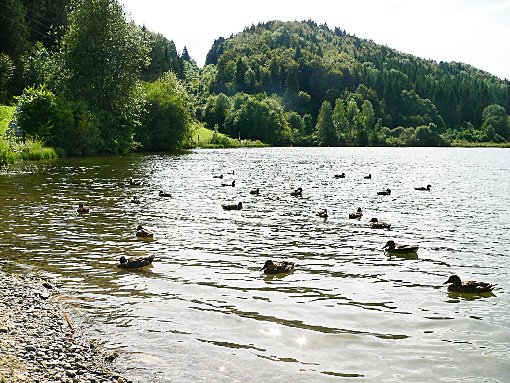 Die Enten nehmen überhand am Oberdigisheimer Stausee – der Angel- und Naturschutzverein rät vom Füttern ab. Foto: Klauth