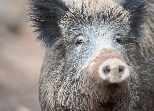Wildschweine werden momentan viel geschossen. Foto: Mirgeler Foto: Schwarzwälder Bote