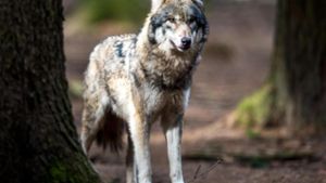 Grüne bekräftigen Nein zur Jagd auf Wölfe