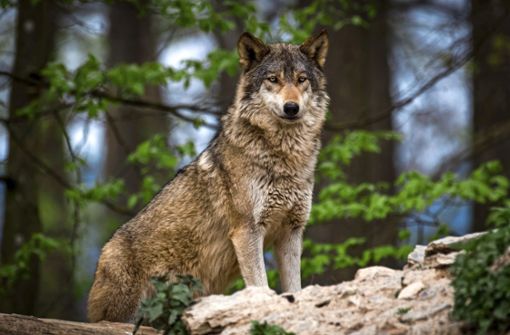 Bei Weil der Stadt hat ein Wolf ein Reh gerissen. Foto: © Thorsten Spoerlein - stock.adobe