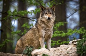 Bei Weil der Stadt hat ein Wolf ein Reh gerissen. Foto: © Thorsten Spoerlein - stock.adobe