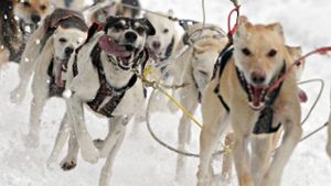 1000 Schlittenhunde messen sich bei Rennen