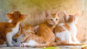 Die große Population unkastrierter Katzen macht dem Tierschutzverein zu schaffen (Symbol-Foto). Foto: Pixabay/kieutruongphoto