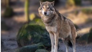 Sollte das Tier zeitnah erneut zuschlagen, dann könne er als „schadstiftender Wolf“ deklariert werden (Symbolbild). Foto: imago images/agrarmotive