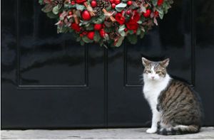 Der Kater Larry vor seinem Zuhause, der Downing Street No. 10. Foto: imago images/ZUMA Wire/Tayfun Salci