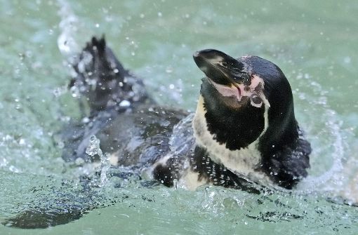 Von dem Humboldt-Pinguin fehlt jede Spur. Archivbild.  Foto: dpa