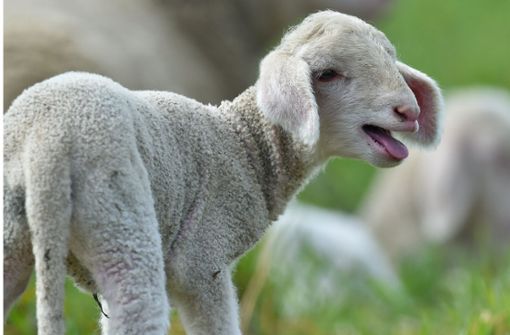 Tierquäler haben in Löffingen ein Lamm von der Weide gestohlen. (Symbolbild) Foto: dpa-Zentralbild