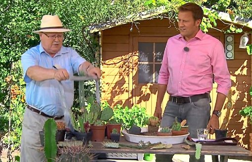 Der Empfinger Kakteenexperte Holger Dopp zeigt im SWR-Fernsehen, wie er mit einer alten Krawatte einen säulenartigen Kaktus umsetzen kann. Foto: SWR Mediathek
