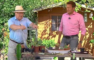 Der Empfinger Kakteenexperte Holger Dopp zeigt im SWR-Fernsehen, wie er mit einer alten Krawatte einen säulenartigen Kaktus umsetzen kann. Foto: SWR Mediathek