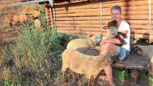 Paar kümmert sich um Schafherde