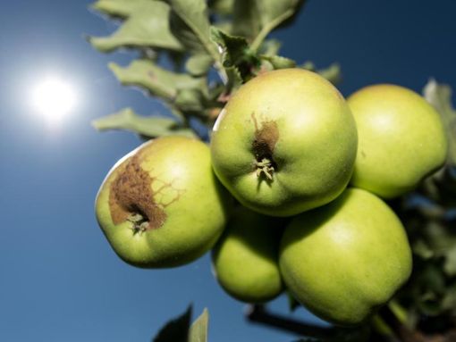 Äpfel hängen am Bodensee an einem Baum.  Foto: dpa