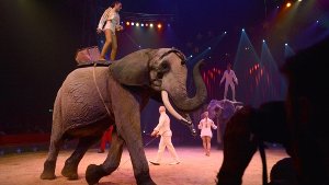 Zirkussprecher verteidigt Elefanten-Dressur nach Peta-Protest