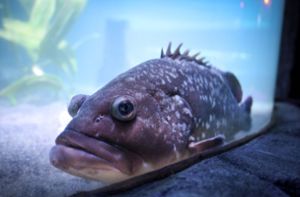 Fisch im Aquarium: Das Sea Life in Konstanz eröffnet am Mittwoch wieder. Foto: dpa/Felix Kästle