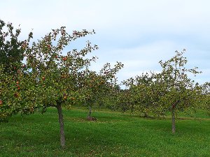 Saftige Äpfel reifen auf dieser Geislinger Streuobstwiese.  Foto: Schnurr