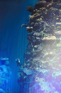 Die Ausstellung in Pforzheim entführt in eine faszinierende Unterwasserwelt Foto: SWV Foto: Schwarzwälder Bote