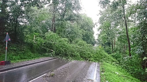 Zahlreiche Bäume fielen dem Sturm zum Opfer. Die Altburger Straße musste deshalb gesperrt werden. Foto: Maci