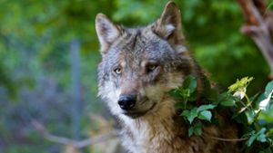 Huzenbach: Hat Wolf Schafe gerissen?