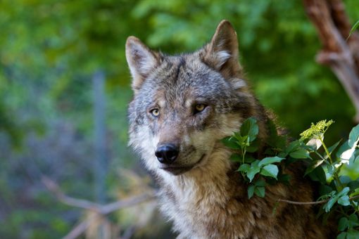 Der Wolf kehrt zurück. Eines der Wildtiere hält sich im Nordschwarzwald auf. Dauerhaft?   Foto: © ARC photography – stock.adobe.com