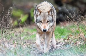 Wandert nun auch wieder durch die Ortenau: der europäische Wolf. Foto: Stratenschulte