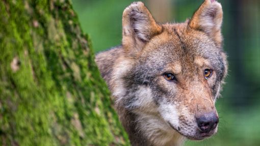 Gibt es bald Wolfswelpen im Schwarzwald? Symbolfoto. Foto: dpa