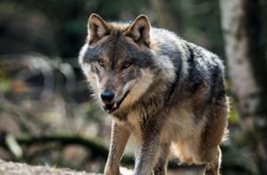 Jetzt ist es amtlich: Der Wolf, der im April 20 Schafe bei Bad Wildbad getötet hatte, ist auch für die Schafsrisse in Reichental bei Gernsbach verantwortlich. Foto: dpa-Zentralbild