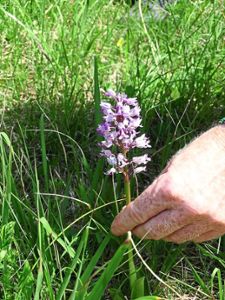 Hand an seltene und geschützte Orchideen gelegt haben Unbekannte in zwei Naturschutzgebieten rund um Burladingen. War es die Potenzmittel-Mafia?  Foto: Rapthel-Kieser