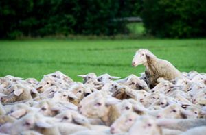 Durch infizierte Schafe wird die Krankheit häufig auf den Menschen übertragen.   Foto: Kjer