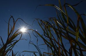 Nicht nur die Pflanzenwelt hat in diesem Sommer unter der Hitze gelitten, auch empfindlichen Menschen haben die hohen Ozonwerte nicht selten Beschwerden bereitet. Foto: dpa