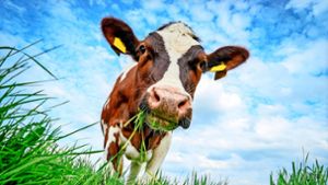Wie schädlich sind Kühe fürs Klima? Ein Professor klärt auf. Foto: © Countrypixel - stock.adobe.com