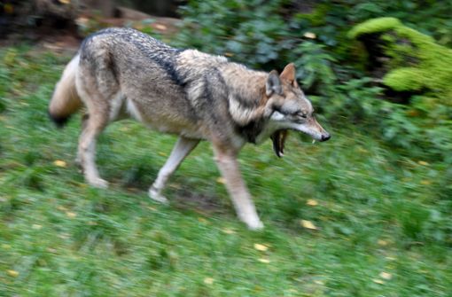 Im Nordschwarzwald ist ein zweiter Wolf nachgewiesen worden. Das habe die Untersuchung einer Kotprobe ergeben, die Ende September in Forbach (Kreis Rastatt)  gefunden worden war, teilte das Ministerium für Umwelt, Klima und Energiewirtschaft Baden-Württemberg mit.  Foto: dpa
